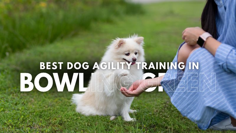 Best Dog Agility Training in Bowling Green