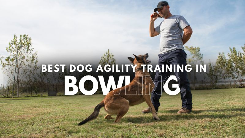 Best Dog Agility Training in Bowling