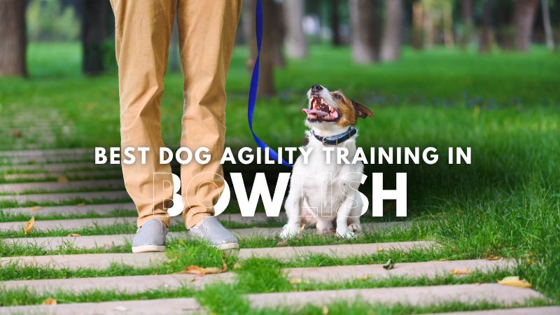 Best Dog Agility Training in Bowlish