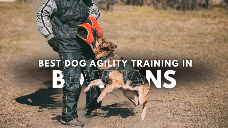Best Dog Agility Training in Bowmans