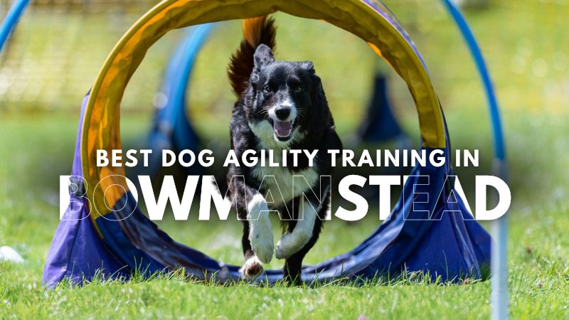 Best Dog Agility Training in Bowmanstead