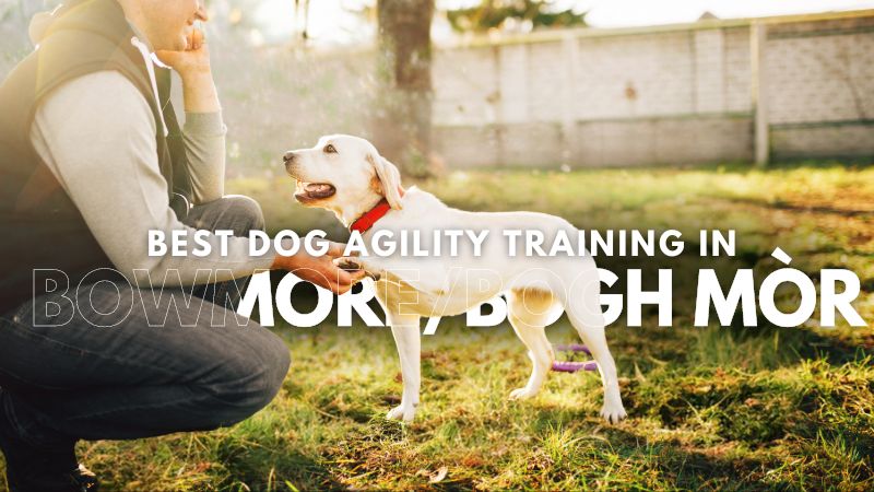 Best Dog Agility Training in BowmoreBogh Mòr