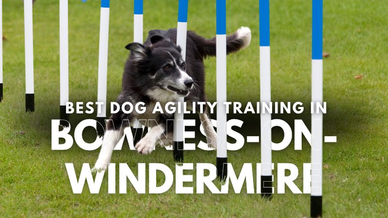 Best Dog Agility Training in Bowness-On-Windermere