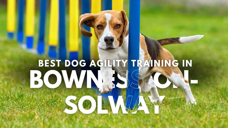 Best Dog Agility Training in Bowness-on-Solway