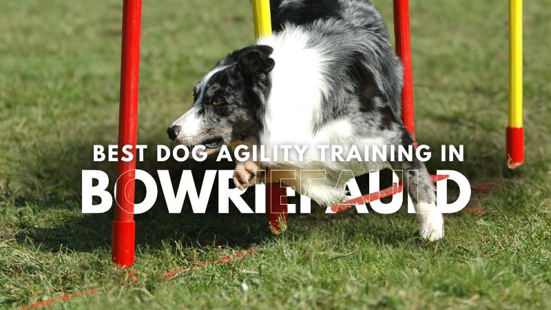Best Dog Agility Training in Bowriefauld