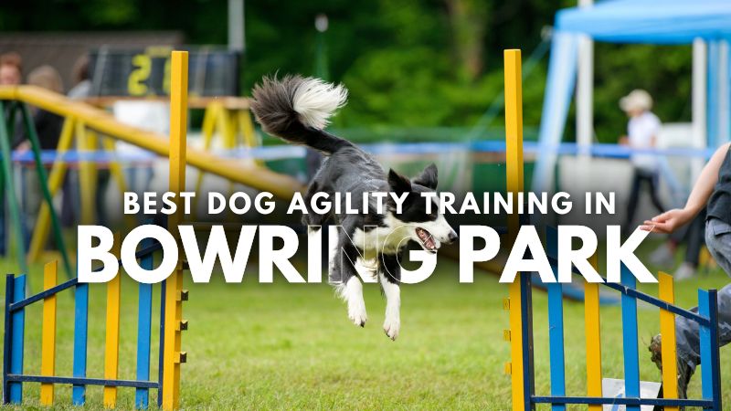 Best Dog Agility Training in Bowring Park