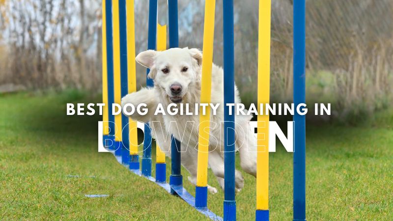 Best Dog Agility Training in Bowsden