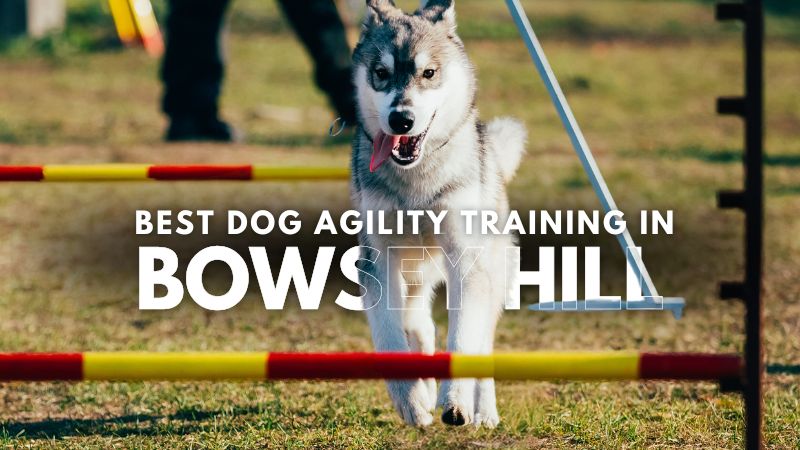 Best Dog Agility Training in Bowsey Hill