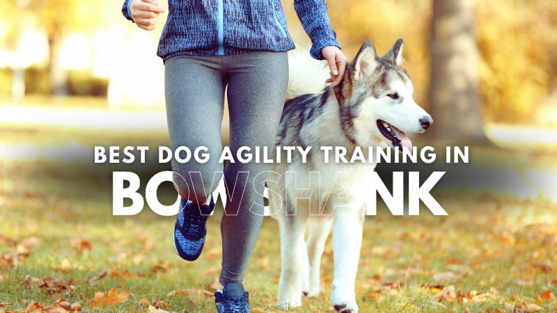 Best Dog Agility Training in Bowshank