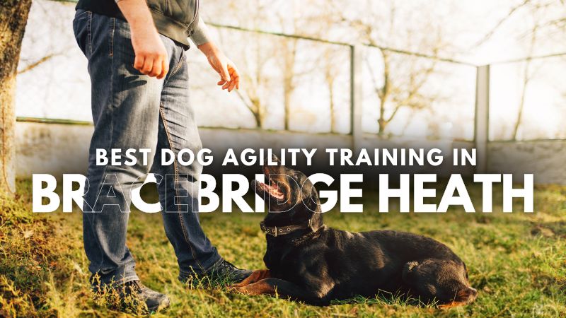 Best Dog Agility Training in Bracebridge Heath