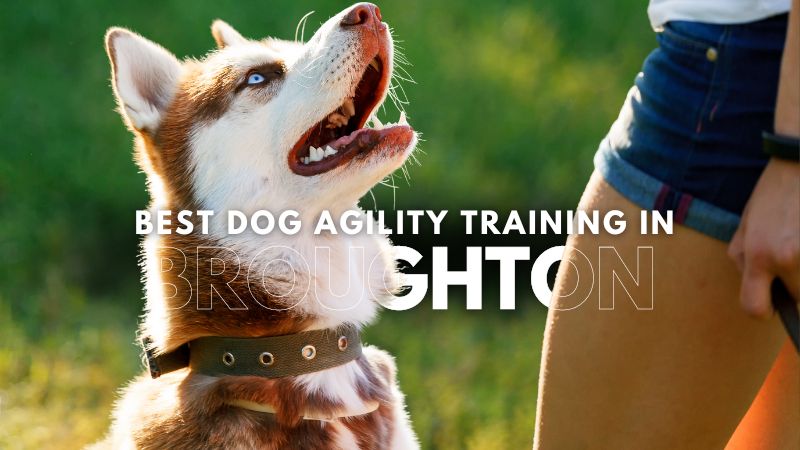 Best Dog Agility Training in Broughton