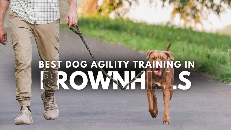 Best Dog Agility Training in Brownhills