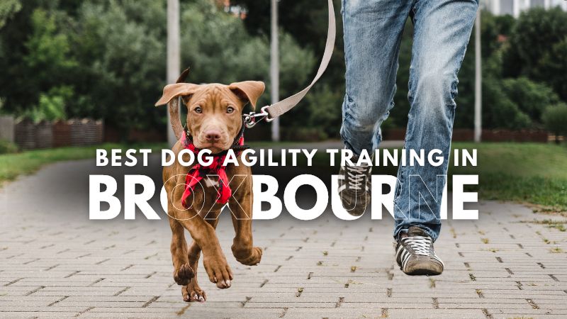 Best Dog Agility Training in Broxbourne