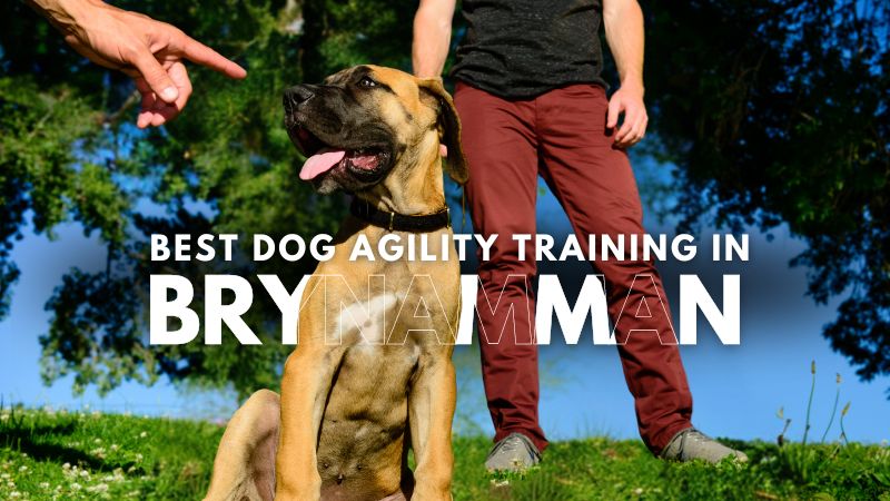 Best Dog Agility Training in Brynamman