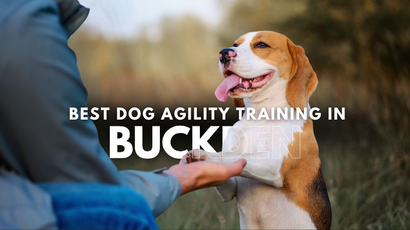 Best Dog Agility Training in Buckden