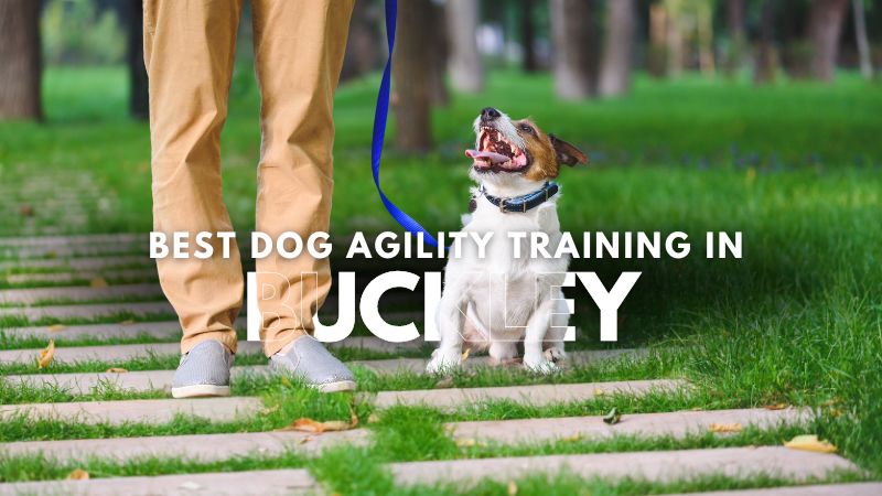 Best Dog Agility Training in Buckley