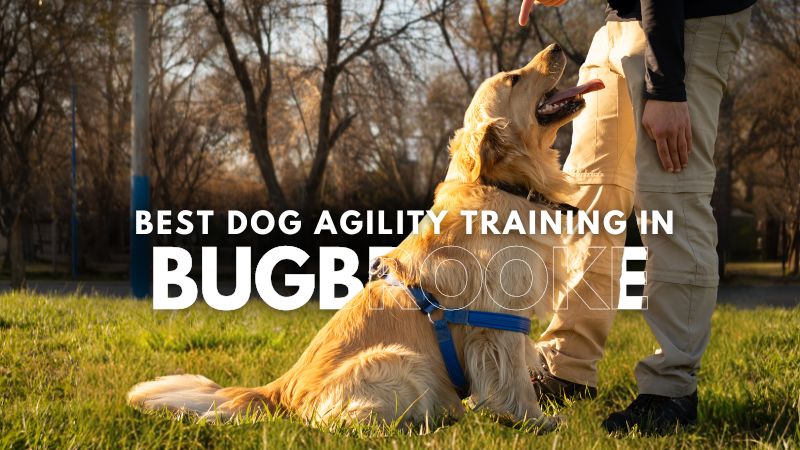 Best Dog Agility Training in Bugbrooke