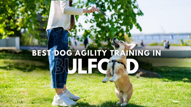 Best Dog Agility Training in Bulford