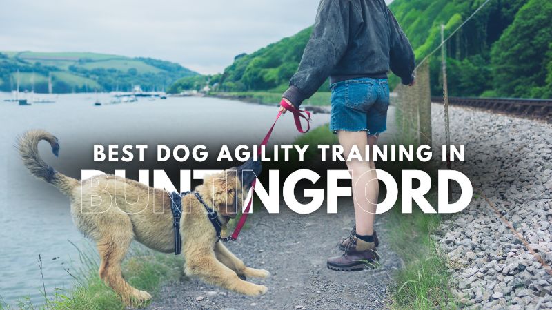 Best Dog Agility Training in Buntingford