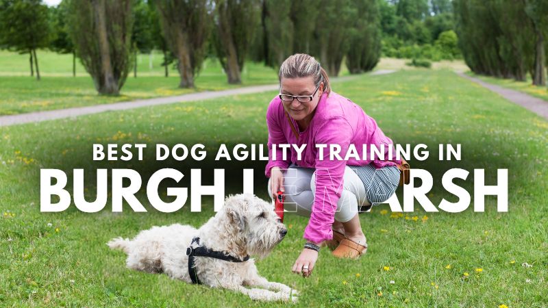 Best Dog Agility Training in Burgh Le Marsh