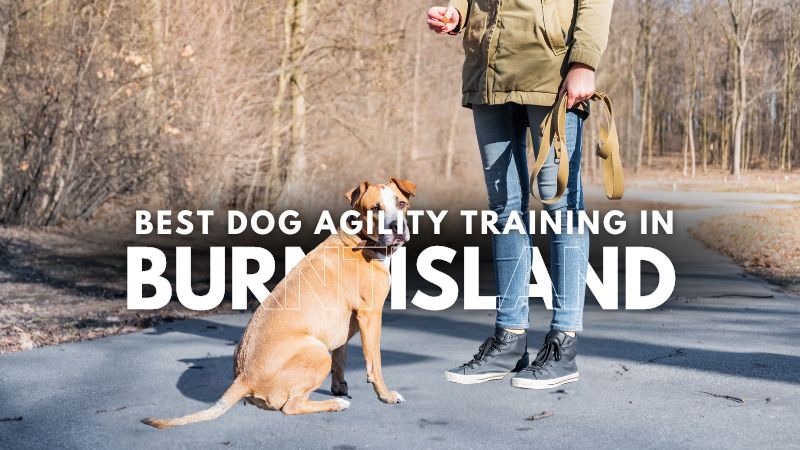 Best Dog Agility Training in Burntisland