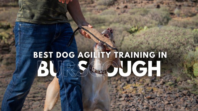 Best Dog Agility Training in Burscough