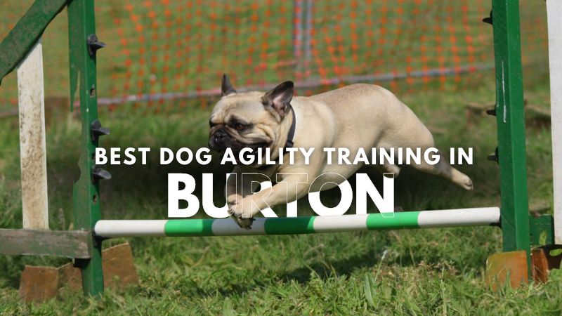 Best Dog Agility Training in Burton