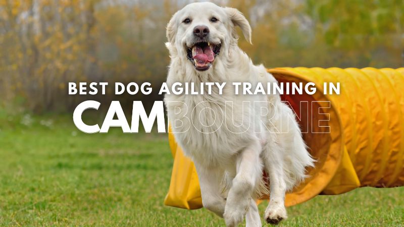 Best Dog Agility Training in Cambourne