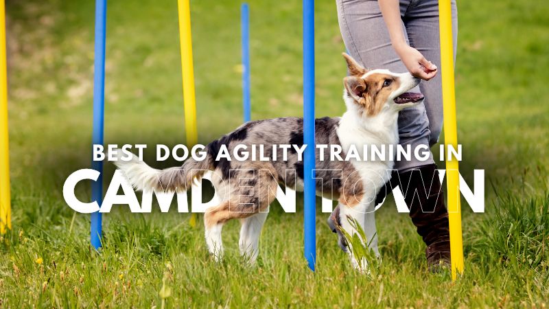 Best Dog Agility Training in Camden Town