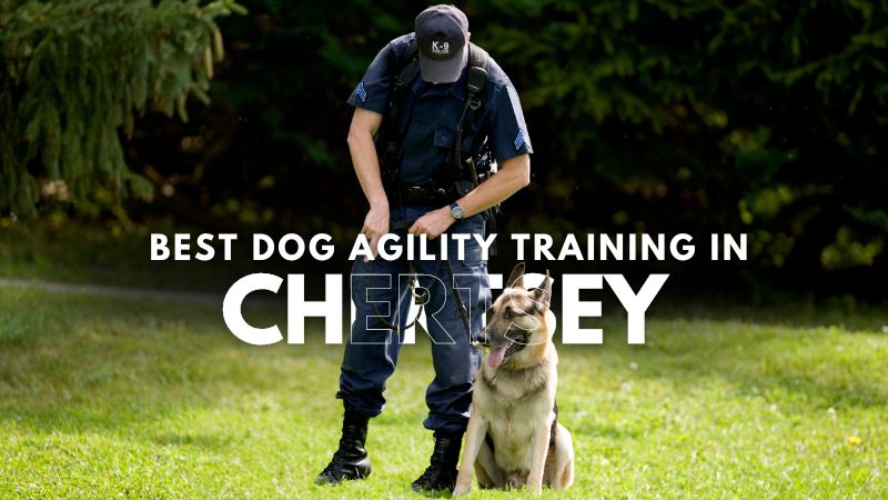 Best Dog Agility Training in Chertsey