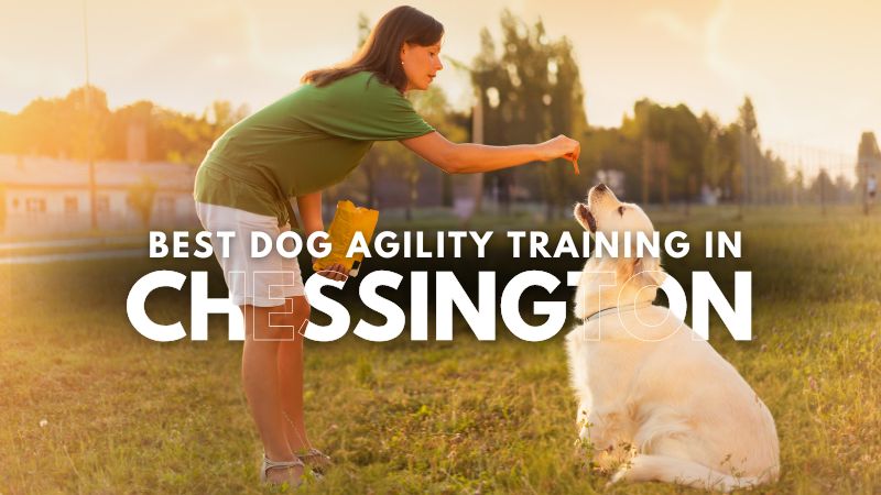 Best Dog Agility Training in Chessington