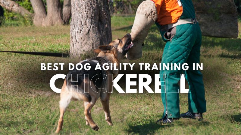 Best Dog Agility Training in Chickerell