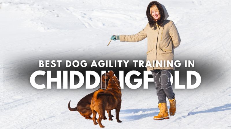 Best Dog Agility Training in Chiddingfold