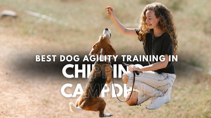 Best Dog Agility Training in Chipping Campden