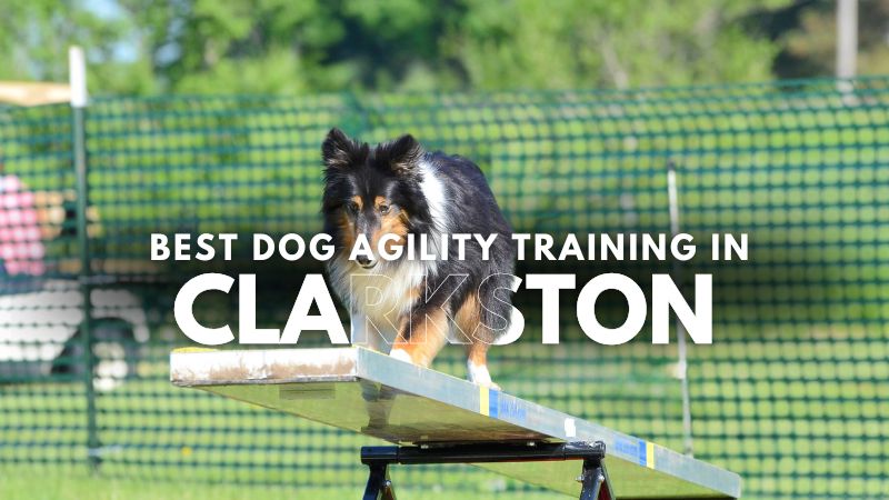 Best Dog Agility Training in Clarkston
