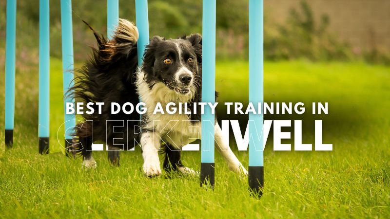 Best Dog Agility Training in Clerkenwell