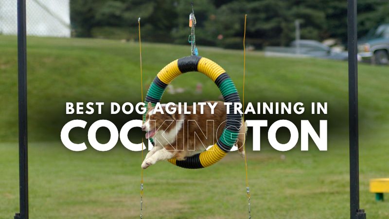 Best Dog Agility Training in Cockington