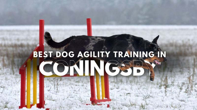 Best Dog Agility Training in Coningsby