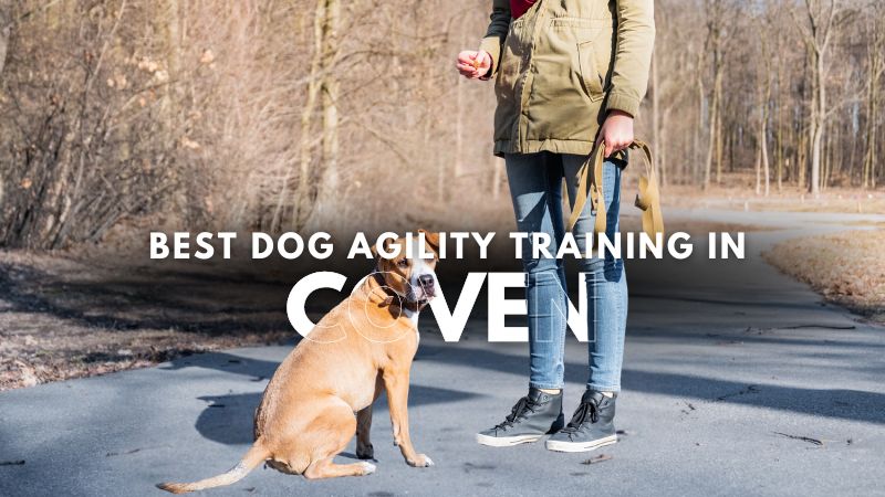 Best Dog Agility Training in Coven