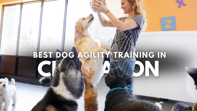 Best Dog Agility Training in Craigavon