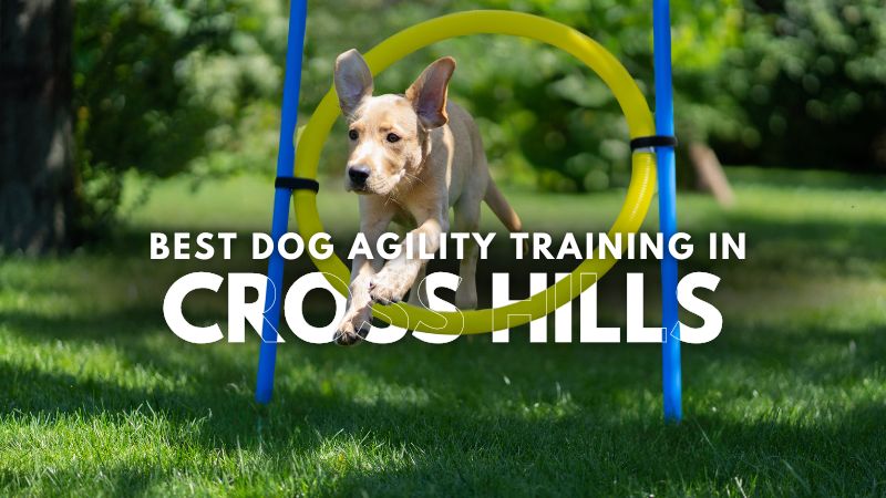 Best Dog Agility Training in Cross Hills