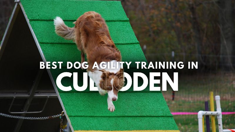 Best Dog Agility Training in Culloden