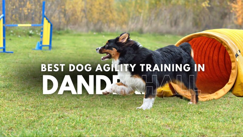 Best Dog Agility Training in Danderhall