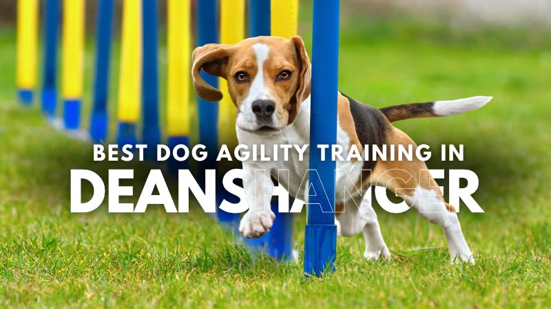 Best Dog Agility Training in Deanshanger