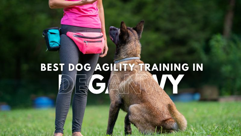 Best Dog Agility Training in Deganwy