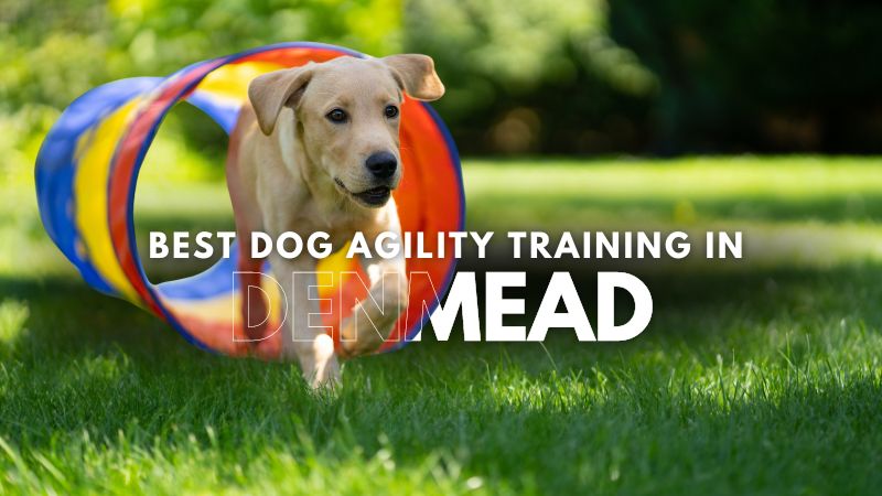 Best Dog Agility Training in Denmead