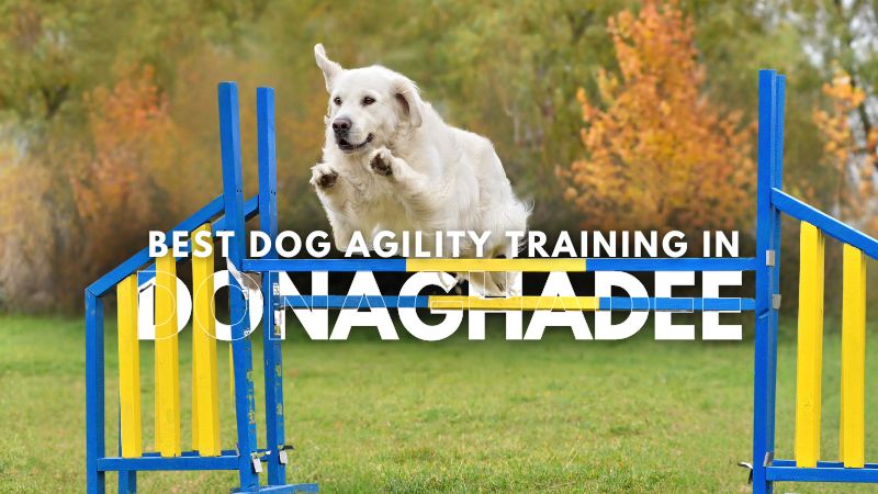 Best Dog Agility Training in Donaghadee