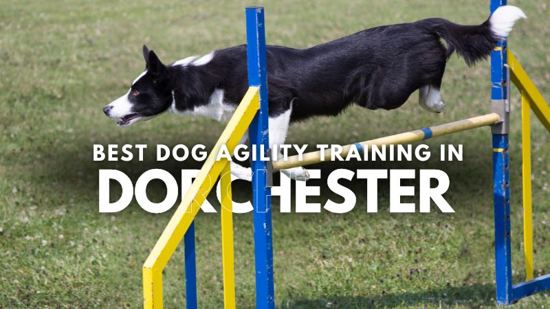 Best Dog Agility Training in Dorchester