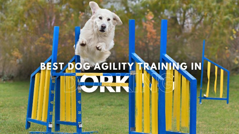 Best Dog Agility Training in Dorking