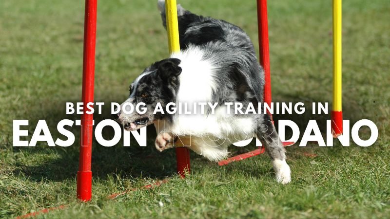 Best Dog Agility Training in Easton In Gordano